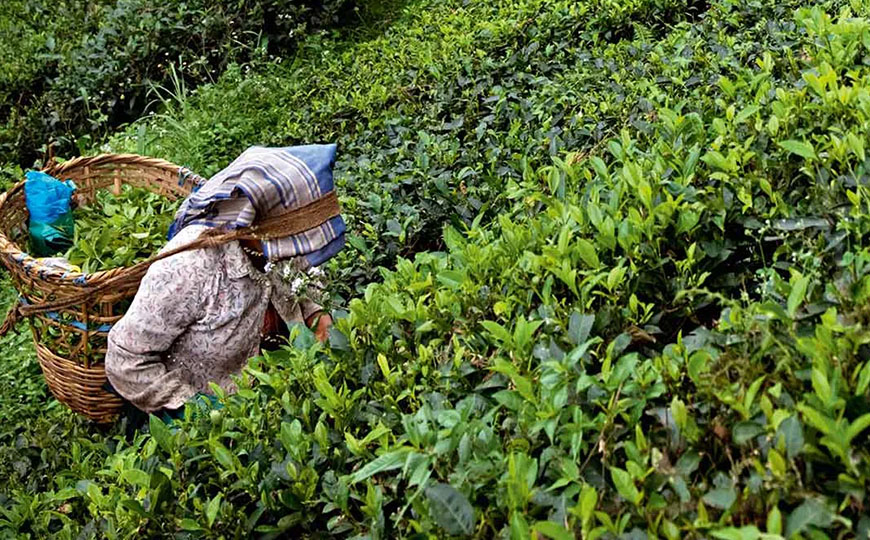 tea farmer